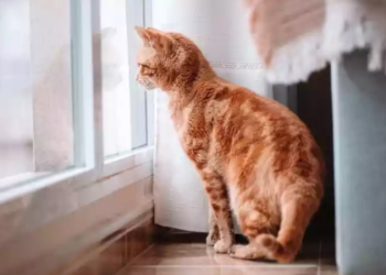 Justiça nega indenização a mulher que reclamou de gatos no trabalho