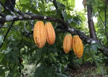 Cacau surge como nova aposta da bioeconomia no Juruá