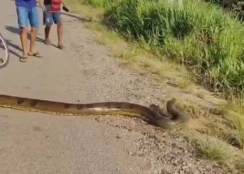 Sucuri de grande porte é encontrada atravessando a BR-364 na região de Tarauacá