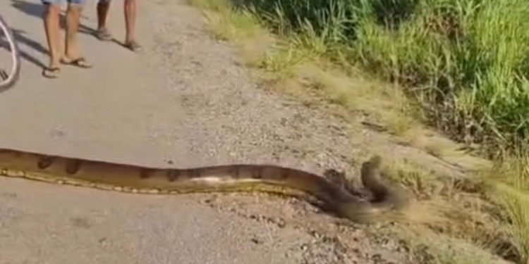 Sucuri de grande porte é encontrada atravessando a BR-364 na região de Tarauacá
