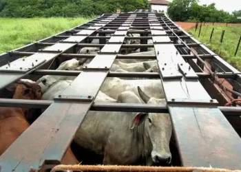 TJAC mantém condenação de réu por subtração de 49 cabeças de gado em Tarauacá
