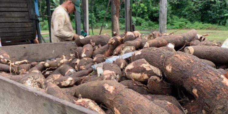 Cruzeiro do Sul prevê R$ 1,3 milhão para Festival da Farinha