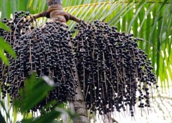 Açaí do Juruá enfrenta desafio da conservação para ganhar mercado