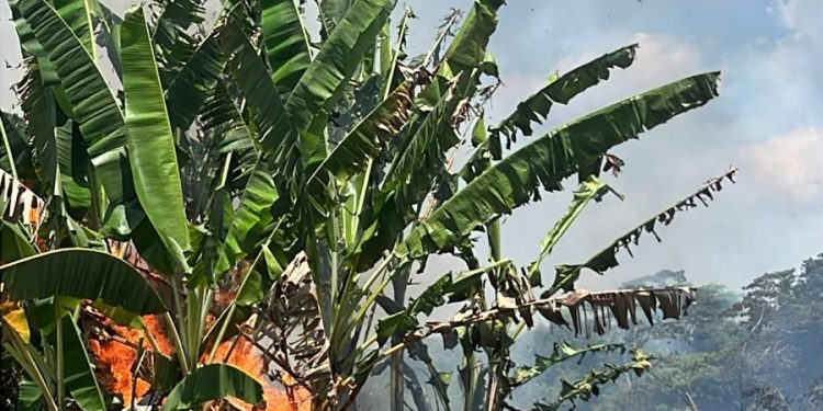 Incêndio em área de mata provoca fumaça às margens de rodovia, em Cruzeiro do Sul