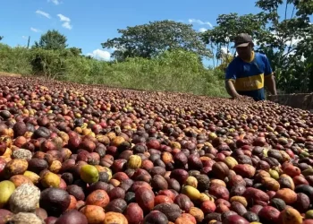 QualiCafé chega à reta final na disputa pelo melhor café do Acre