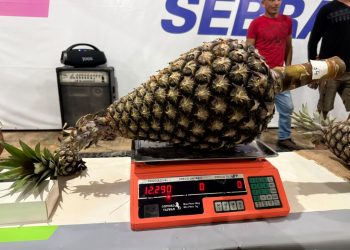 Tarauacá quer superar recorde mundial da Austrália, de 8,28 kg, com abacaxi gigante de 12,29 kg e entrar para o Guinness