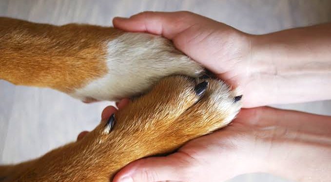 Feira no Coreto de Cruzeiro do Sul incentiva adoção responsável de animais
